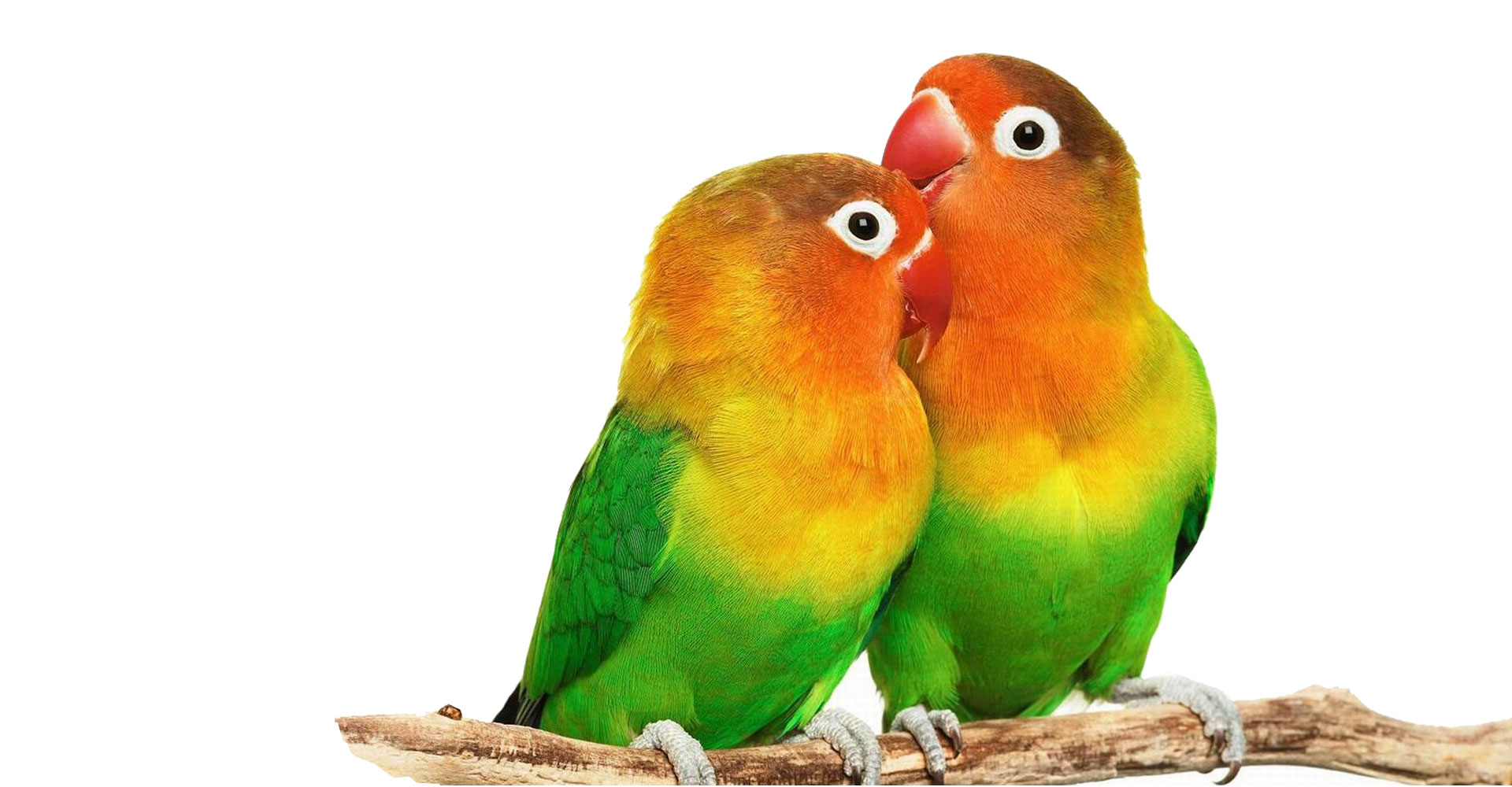 Lovebird